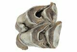 Fossil Woolly Rhino (Coelodonta) Tooth - Siberia #231020-2